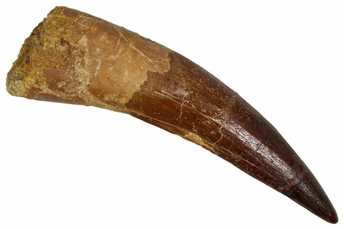 Fossil Spinosaurus Tooth - Real Dinosaur Tooth #355757